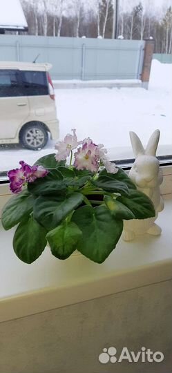 Продажа фиалок