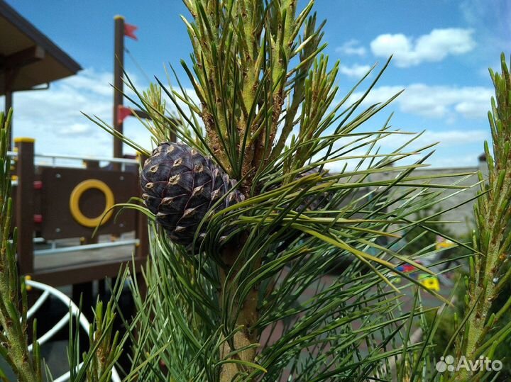 Сибирский кедр экстра класс. Саженцы