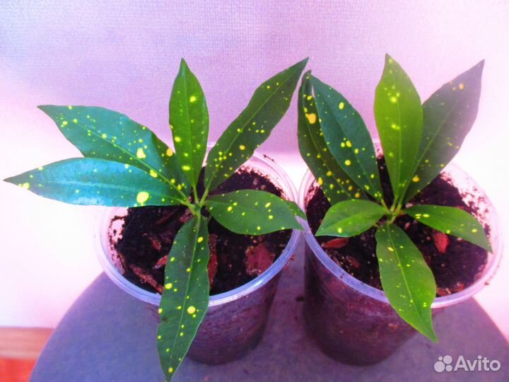 Кротоны сортовые