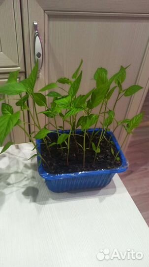 Перец болгарский рассада