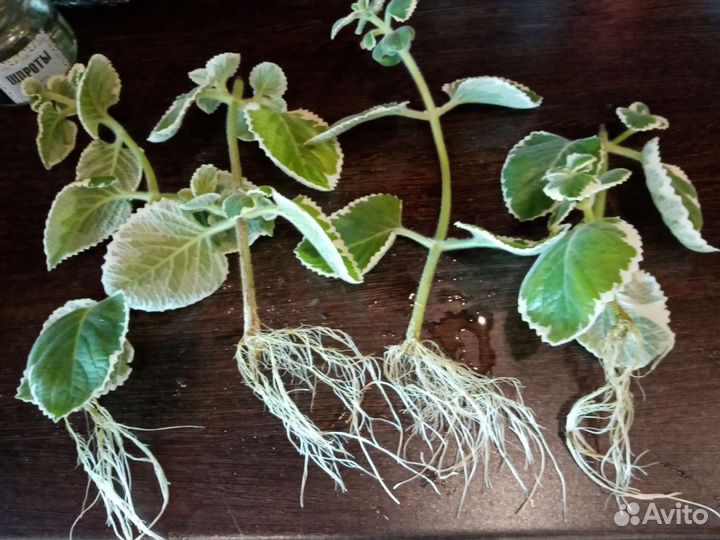 Плектрантус