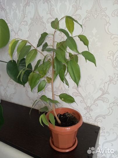 Продам монстеру фикус