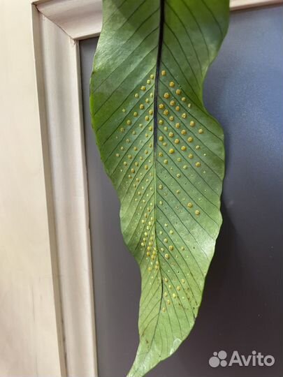 Папоротник нифидиум толстолистный