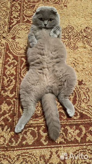 Случка с кошкой