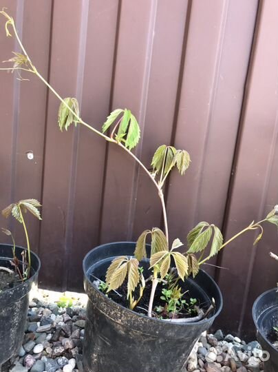 Декоративные кустарники и лианы