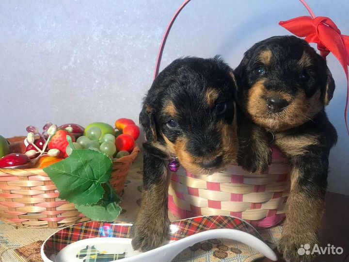 Алиментные щенки