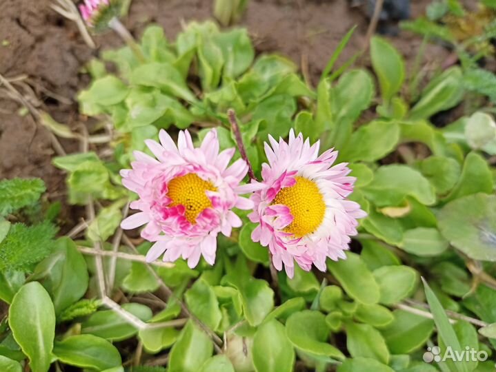 Фиалка,#Вербейник,# нарциссы,#маргаритки #примулы