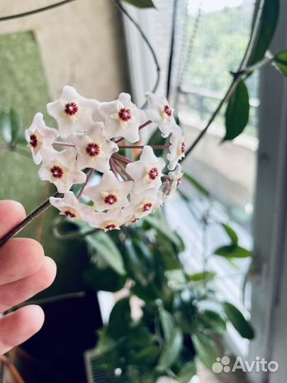 Хойя взрослая