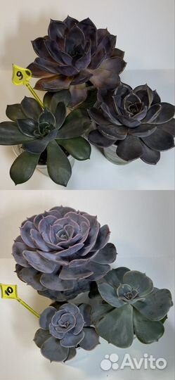 Излишки суккулентов