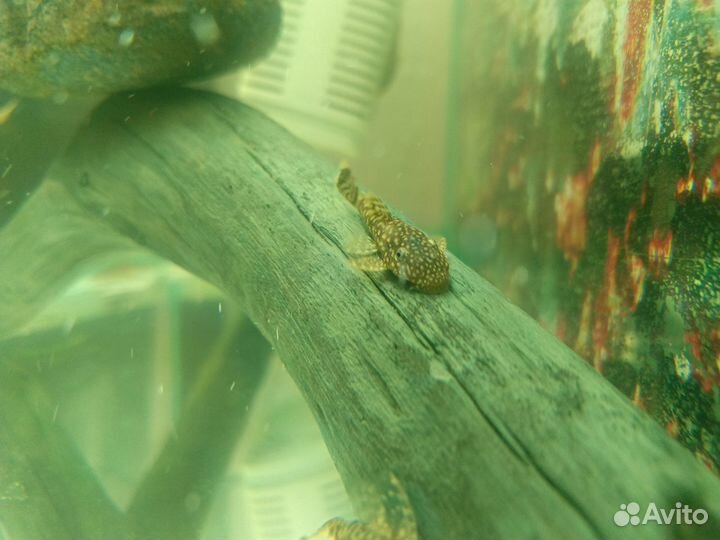 Анциструсы