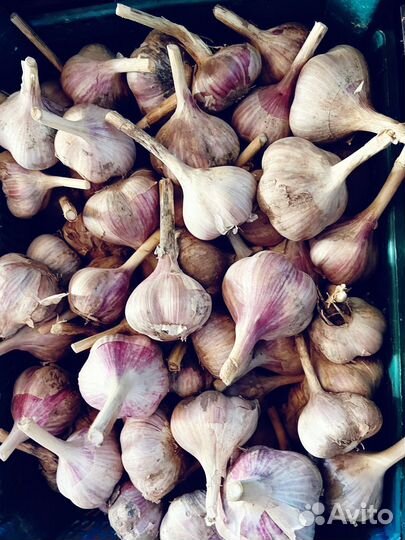 Чеснок домашний