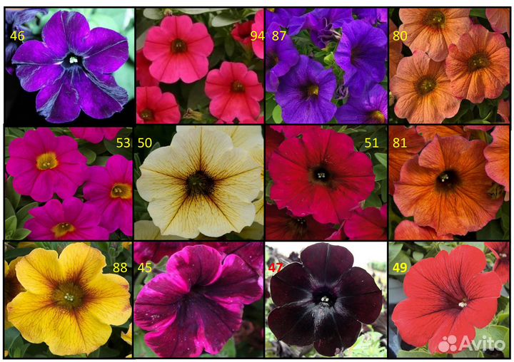 Петуния вегетативная (размножается черенками)