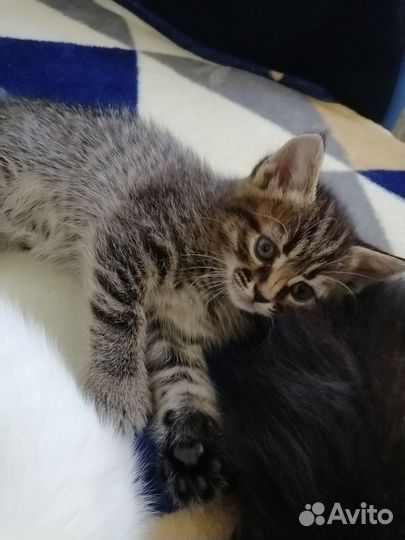 Кошечки бесплатно