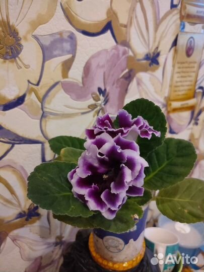 Глоксиния махровая,брокада голубая