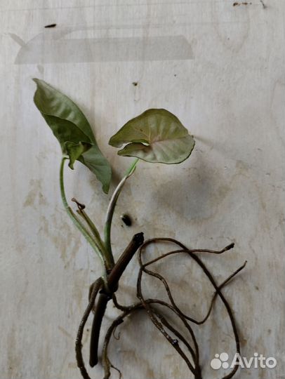 Сингониум неон пинк