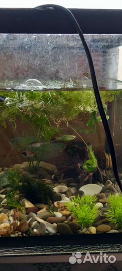 Аквариум с рыбками