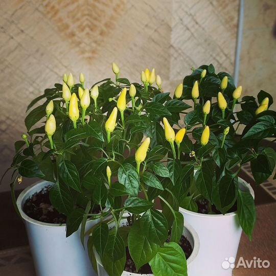 Семена перца острого