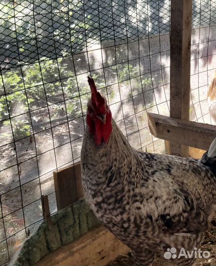 Молодые петушки