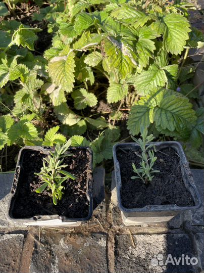 Лаванда саженцы