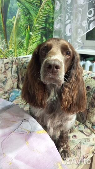 Утка дикая подсодная