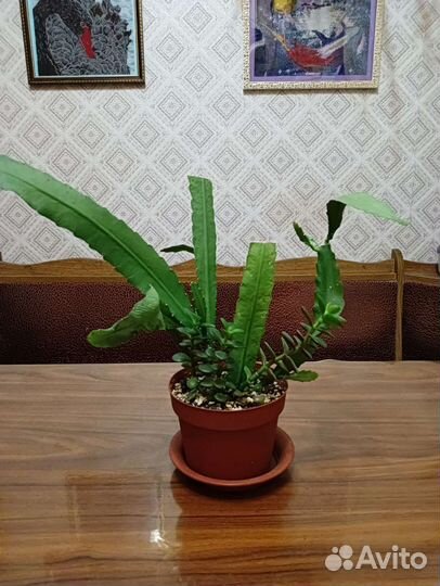 Эпифиллум (лесной кактус)