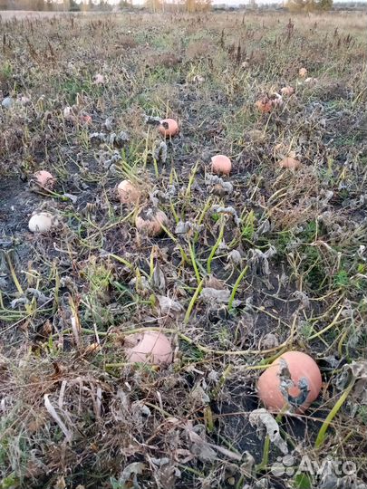 Тыква продуктовая