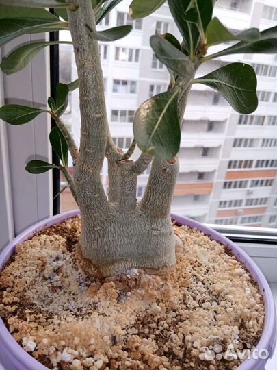 Адениум обесум