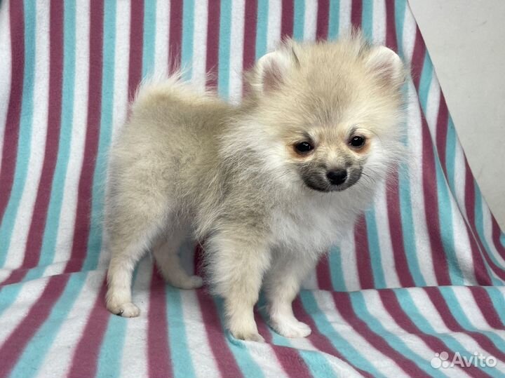 Щенок померанского шпица мини