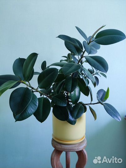 Фикус каучуковый / Хамедорея / традесканция