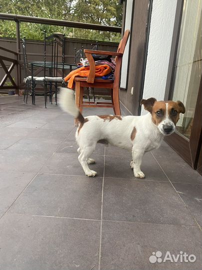 Джек Рассел терьер