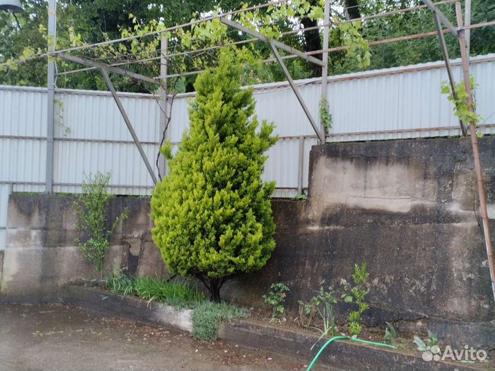 Кипарис туя сорт лимоны