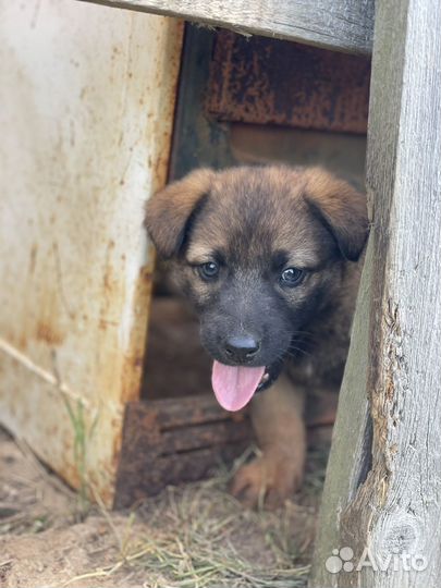 Отдам щенков в добрые руки бесплатно