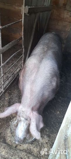 Продам хряка