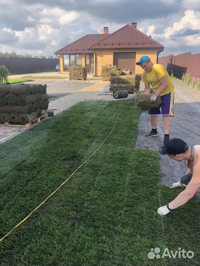 Рулонный газон ландшафтный дизайн посадка растений