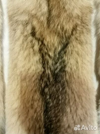 Волк обыкновенный