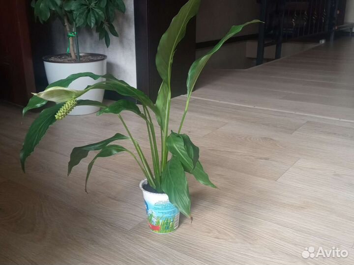Спатифиллум комнатное растение