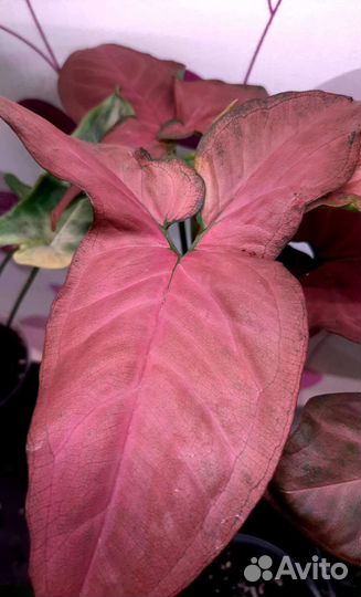 Сингониумы сортовые