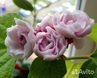 Клеродендрумы (17 сортов)