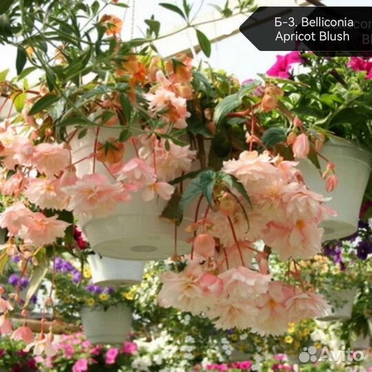 Бегония Belliconii (ампельная)