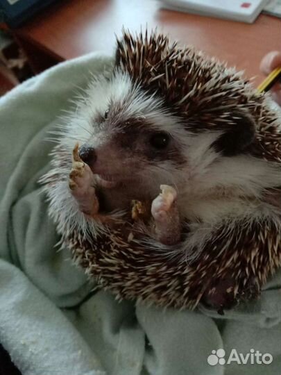 Ветеринарные услуги