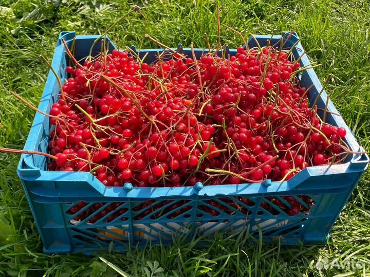 Калина красная