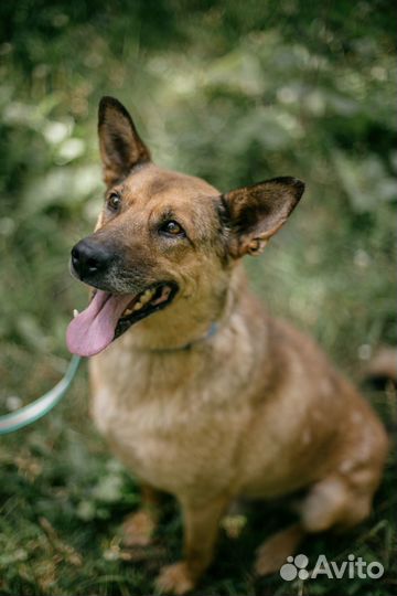 Рыжий пëс по кличке Блейз мечтает о любящей семье