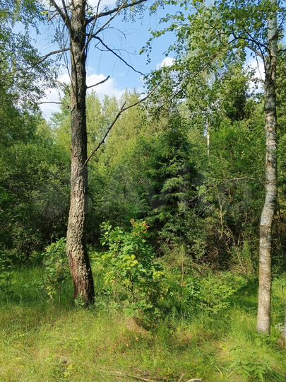 Участок 12 сот. (СНТ, ДНП)