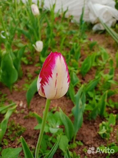 Луковицы тюльпанов