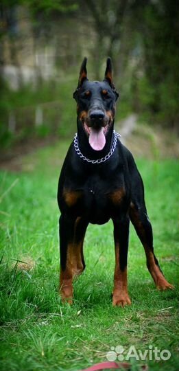 Вязка Доберман