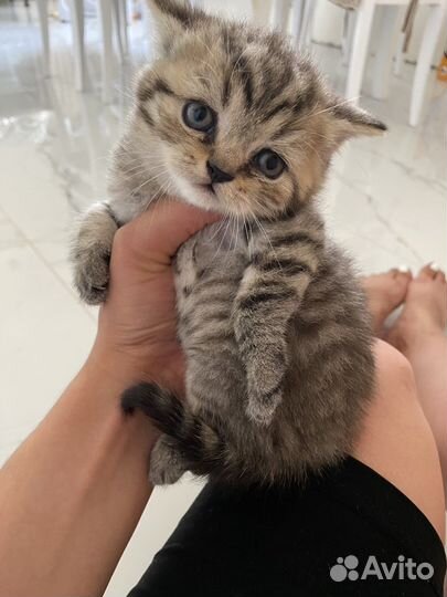 Шотландский котенок