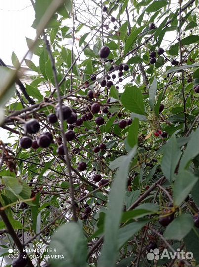 Продам вишню и смородину