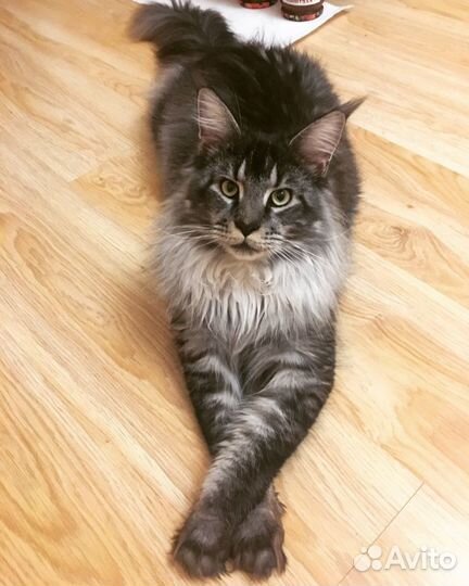 Вязка кошек