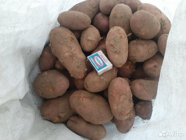 Продам картофель