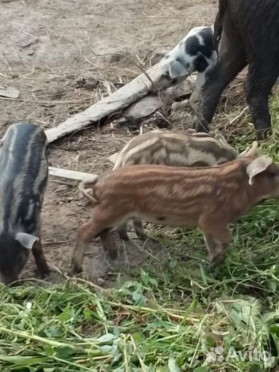 Поросята мангалица